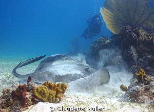This is a large southern ray. I managed to move very clos... by Claudette Muller 